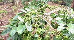 Buah Kopi masih hijau (dokumentasi Rasna)