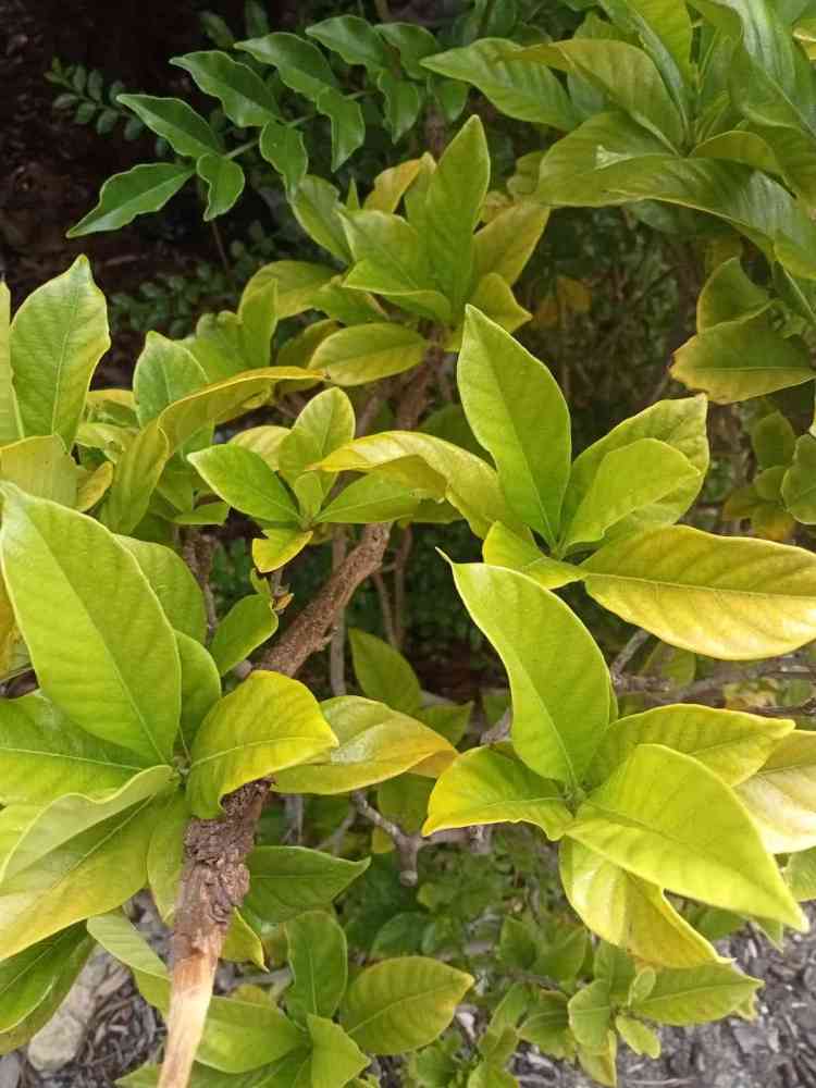 daun kaca piring (dok pribadi)