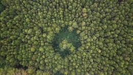https://www.detik.com/edu/detikedu/d-6927737/hutan-lindung-pengertian-contoh-dan-perbedaan-dengan-hutan-konservasi