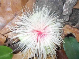 Ini adalah bunga dari salah satu pohon liar yang tumbuh di Oeleu dan Oesnae (dokpri Greg Nafanu)
