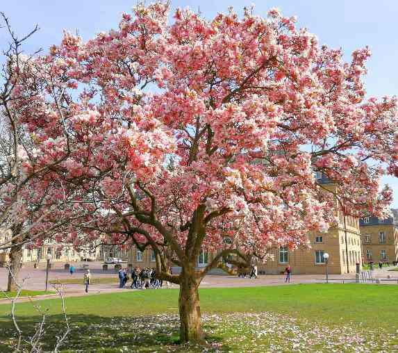 Magnolia di alun-alun kota Stuttgart (dokumen pribadi) 