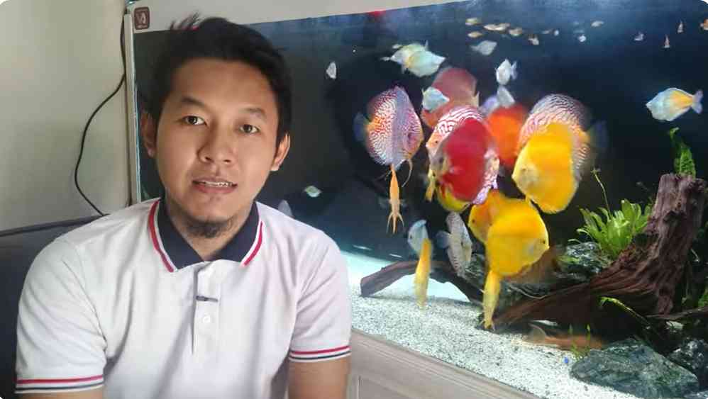 Ikan hias dalam aquarium bisa ditinggal mudik beberapa hari asal tahu tips dan triknya (dok foto: youtube.com/@VandyAhmads)