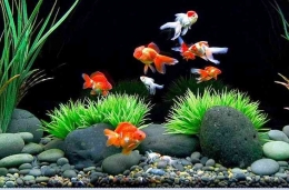 Aquarium yang bersih itu membuat ikan sehat dan yang memandang pun senang (dok foto: pinteres.com)