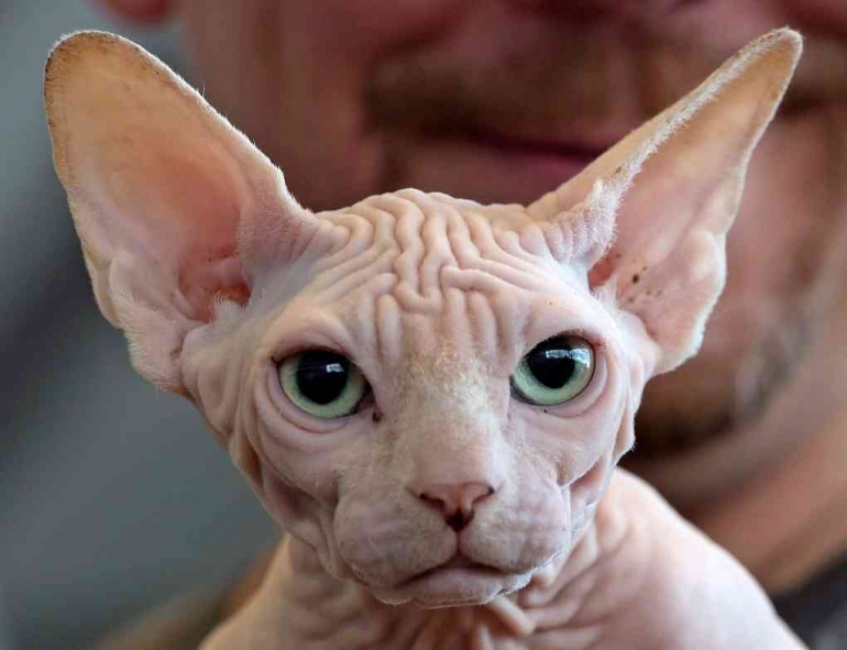 Ciri lain  yang paling menonjol dari kucing Sphynx adalah telinga yang lebar dan mata berbentuk lemon. Photo AP Photo/Jens Meyer