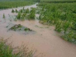 Potret kondisi padi sawah yang terendam air (dokumentasi pribadi)