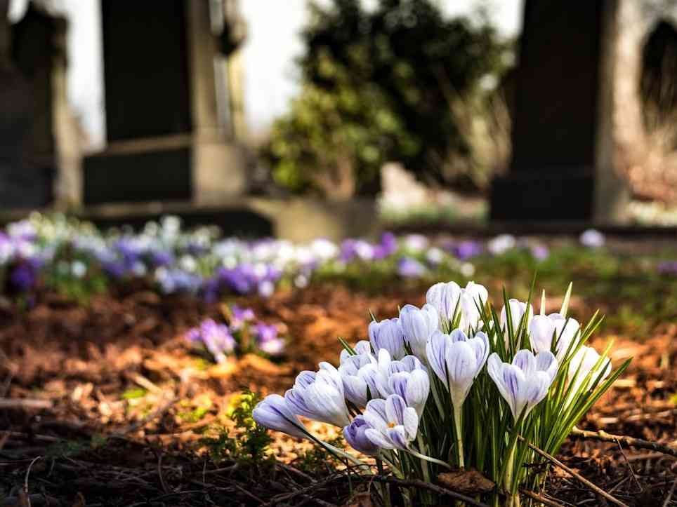 https://www.pexels.com/id-id/foto/ungu-crocus-mekar-selama-siang-hari-161280/