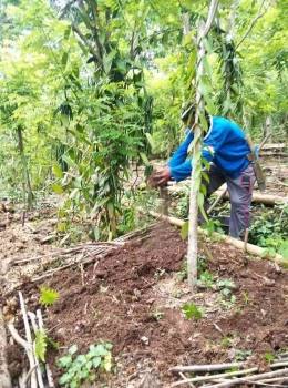 Potret petani vanili sedang memupuk tanaman vanili (dokumentasi pribadi)