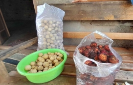 Satu karung buah duku dan sekantong buah rambutan ini diberi secara gratis oleh sahabat tani di kampung, tak mau dibayar (dokpri Greg Nafanu)