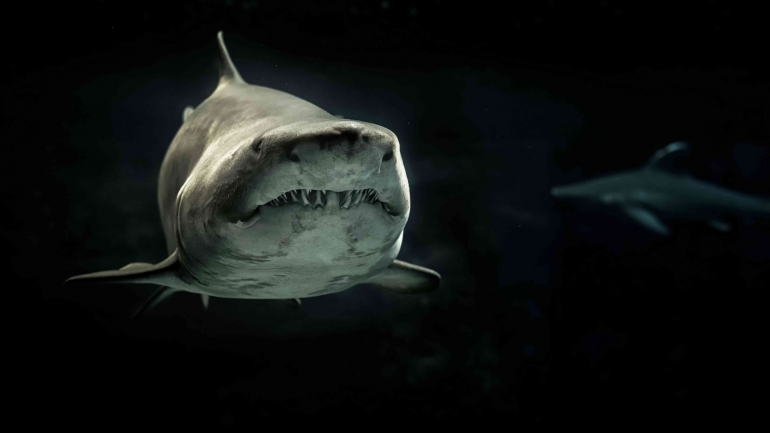 Foto oleh GEORGE DESIPRIS: https://www.pexels.com/photo/selective-photo-of-gray-shark-726478/ 