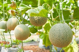 Ilustrasi menanam melon madu di greenhouse(SHUTTERSTOCK/APM STOCK via KOMPAS.com)