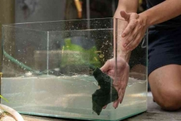 Cara membersihkan aquarium berkerak (dok foto: the spruce pets via kompas.com) 