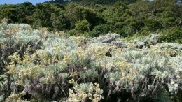 Ilustrasi hamparan bunga Eldeweis di lokasi Alun Alun Suryakencana -  Gunung Gede Pangrango (Foto : Gema Bayu Samudra/d'Traveler via Detiktravel)