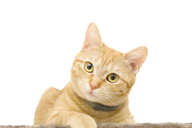 Ilustrasi kucing, kucing peliharaan. (Sumber: PIXABAY/MAJA CVETOJEVIC) 