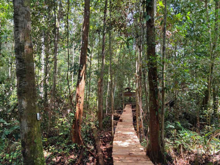 Jalur pejalan kaki di hutan Tawang Serimbak