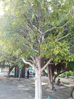 Illustrasi pohon langka. sumber gambar dokumen pribadi