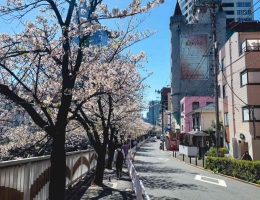 Potret bunga sakura yang sempurna merekah di jalanan Tokyo (Dokumentasi Pribadi Daryl Aziz Alifio)