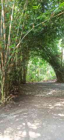 Ilustrasi rimbunnya hutan bambu dan gemerisik dedaunannya bisa membantu kita relaksasi (Foto dokumen pribadi)