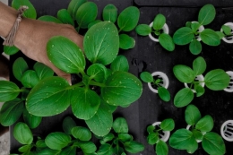 Ilustrasi menanam sayuran dengan metode hidroponik (SHUTTERSTOCK/BAYUUAFIF via Kompas.com)