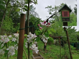 Bunga Apel dan Bienenhaus di kebun (dokumen pribadi) 