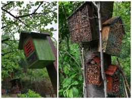 Bienenhaus atau rumah lebah liar di kebun (dokumen pribadi) 
