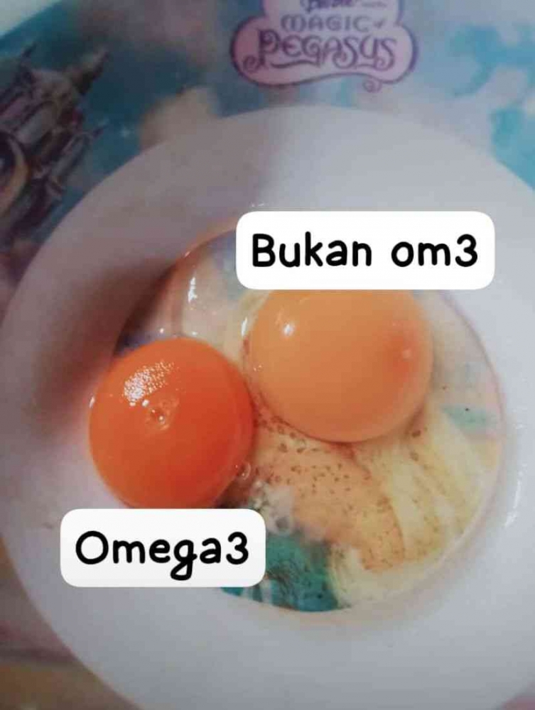 Perbedaan warna kuning telur omega-3 dengan kuning telur biasa. (Dok. Seno Trigona)