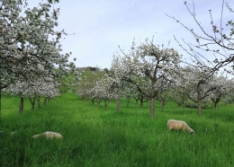 Dalam perjalanan pulang dari kebun: perkebunan apel petani setempat dengan biri-biri yang sedang merumput (dokumen pribadi) 
