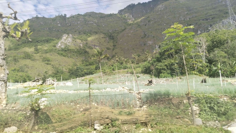 Kebun bawang di pinggir jalan trans Sulawesi poros Toraja-Enrekang di Anggeraja. Sumber: dok. pribadi. 
