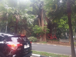 Taman Lansia Kota Bandung, Kini Semakin Hijau dan Sejuk (Foto: Dok. Pribadi)