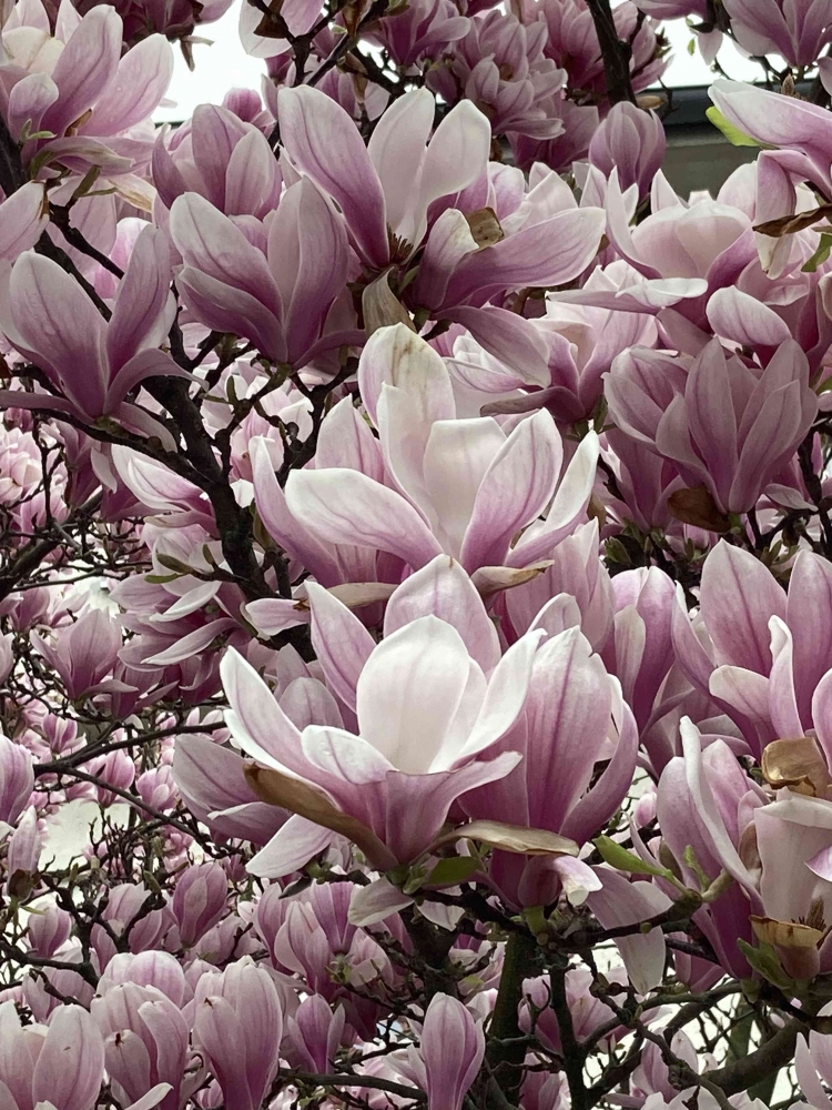 Bunga Magnolia Tulip foto iinassenheimer