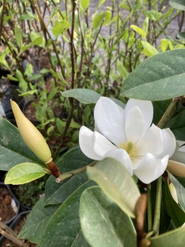 Magnolia Grandiflora wangi. Foto iinassenheimer