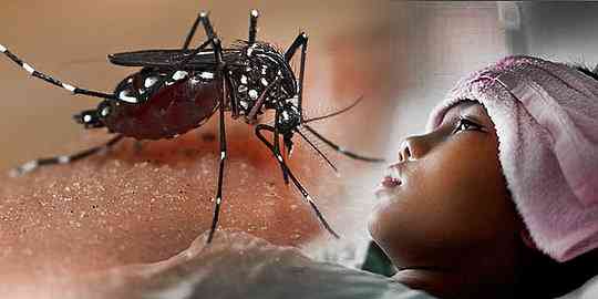 Demam Berdarah Dengue (DBD) Liputan6.com