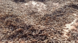 Foto bulir padi basah dari tanaman yang roboh. (Foto Dokumentasi pribadi Sri)