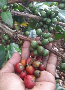 Beberapa petani masih bisa panen buah kopi selang (dokpri Greg Nafanu)