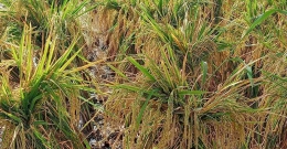 Mengikat tanaman padi yang roboh. (Foto Dokumentasi pribadi Sri)