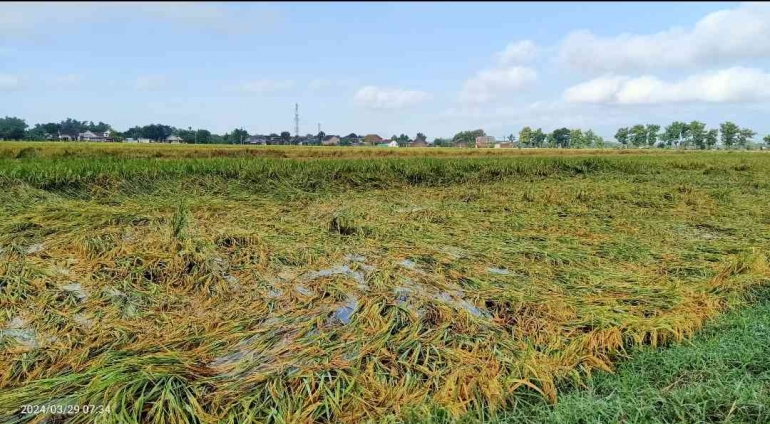 Penyebab tanaman padi roboh. (Foto Dokumentasi pribadi Sri)