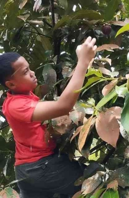 Cucu tersayang panen buah manggis di kebun kakeknya (dokumentasi pribadi)