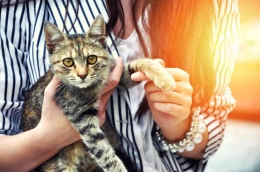 Ilustrasi Kucing dengan Pengadopsi Baru | lahistoriadeleah.blogspot.com