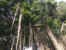 Pohon beringin tua sering dianggap angker (dok foto: tagar.id)