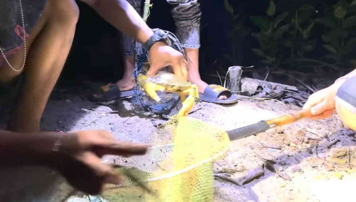 Kepiting hasil tangkapan. Photo: dok pribadi