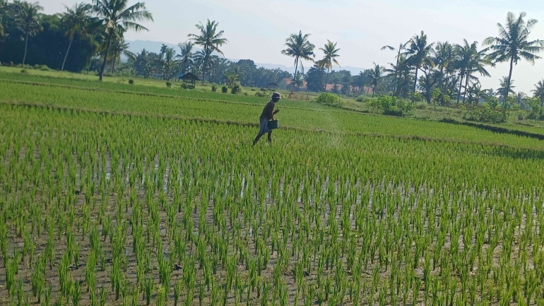 Pemberian Pupuk Pada Budidaya Tanaman Padi (Dok. pribadi)