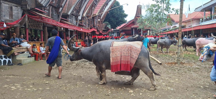 Tedong balian memimpin rombongan iringan kerbau dalam prosesi ma'pasa' tedong. Sumber: dok.pribadi