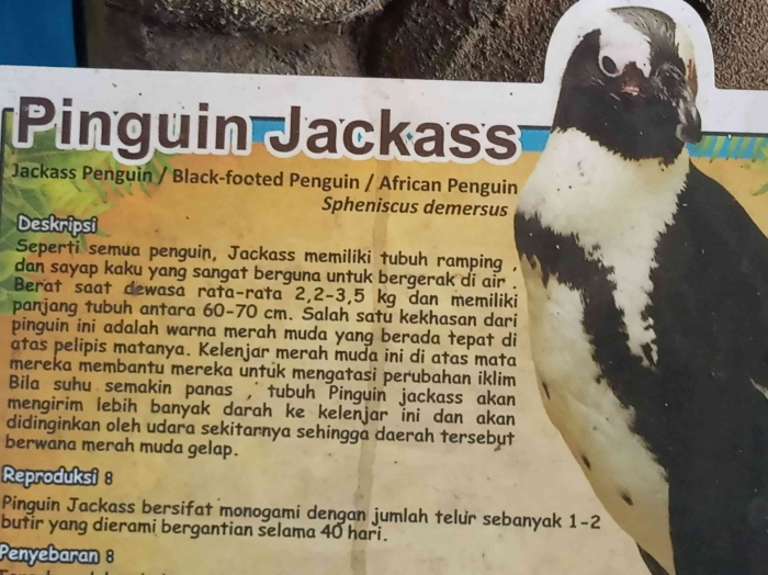 Jenis koleksi pinguin di Gembira Loka tahun 2019 (dokpri)