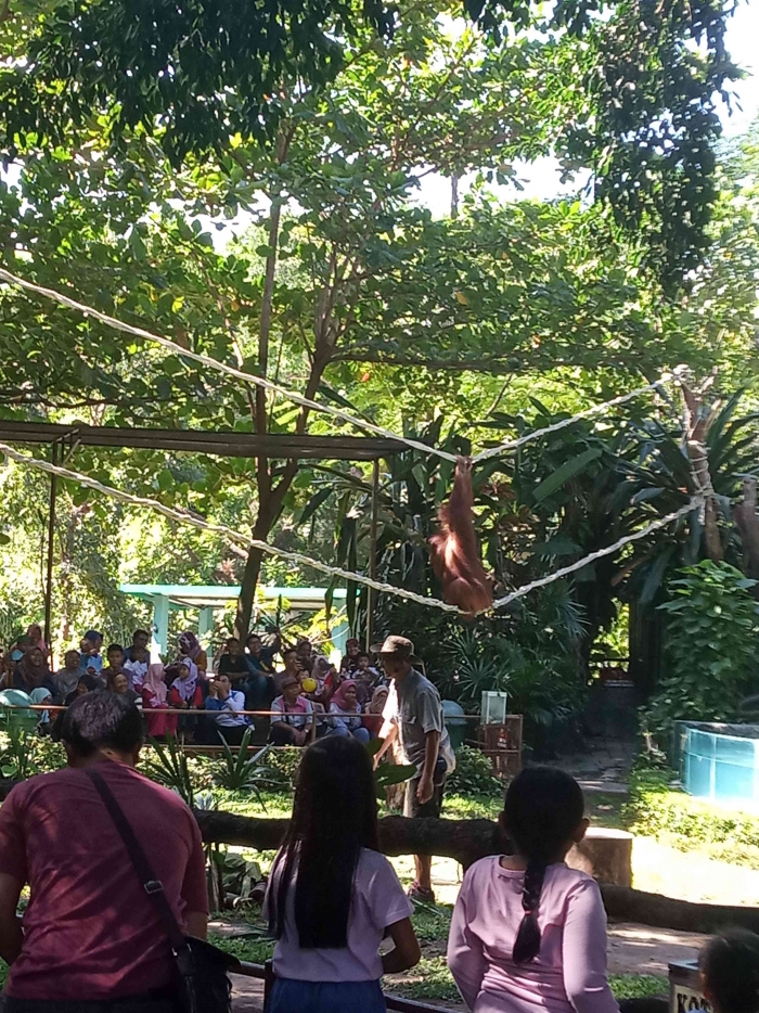 Saat orangutan beratraksi (dokpri)