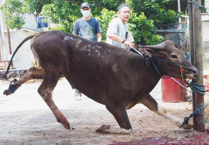 IIlustrasi merobohkan sapi (Dokumentasi pribadi)