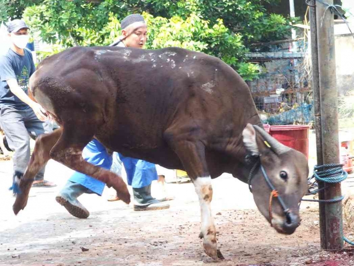 Ilustrasi merobohkan sapi (Dokumentasi pribadi)