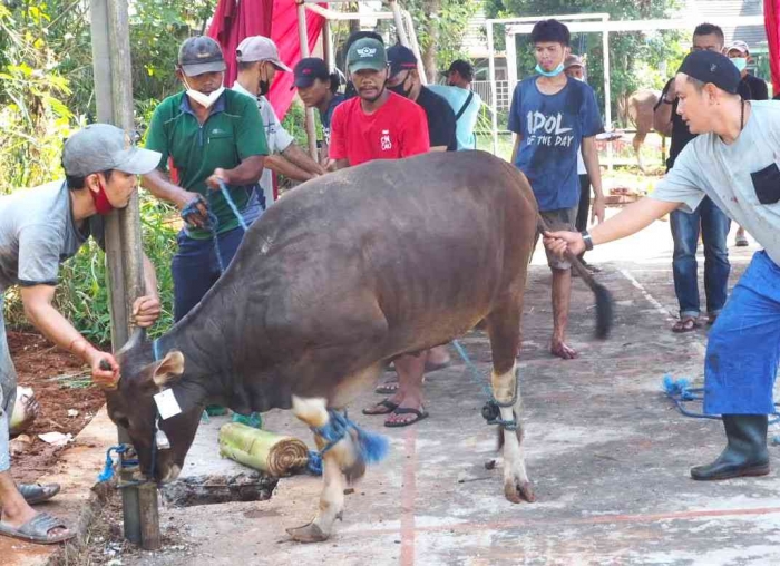 Ilustrasi sejumlah pria sedang merobohkan seekor sapi (Dokumentasi pribadi)