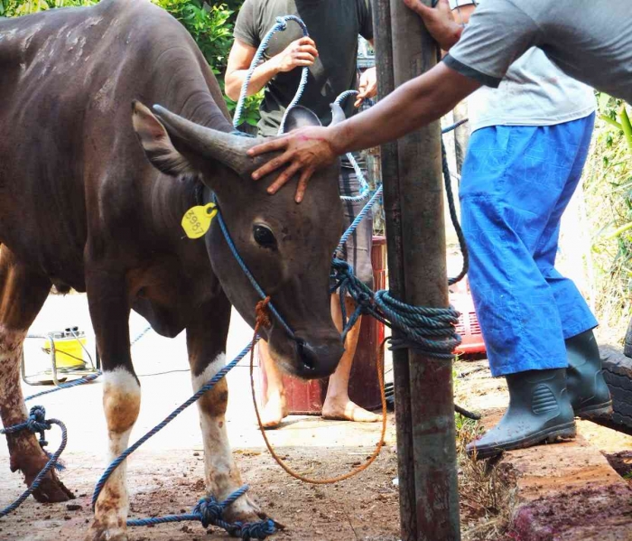 Ilustrasi sapi yang hendak disembelih (Dokumentasi pribadi)