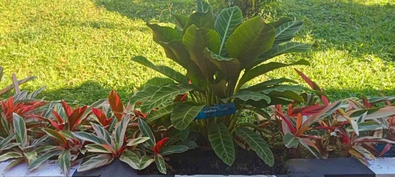 Calathea Pisang di Antara Calathea Tricolor. Sumber: Dokpri