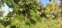 Philodendron. Sumber: Dokpri