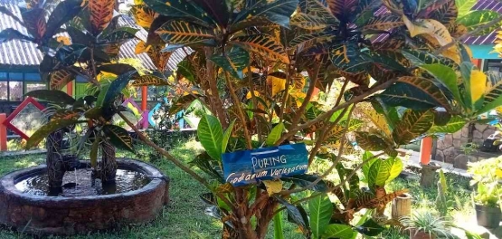 Puring. Sumber: Dokpri